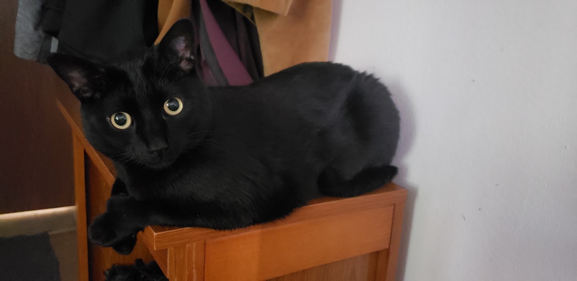 Shadow, a bright-eyed black cat and namesake of Trent and Shadow